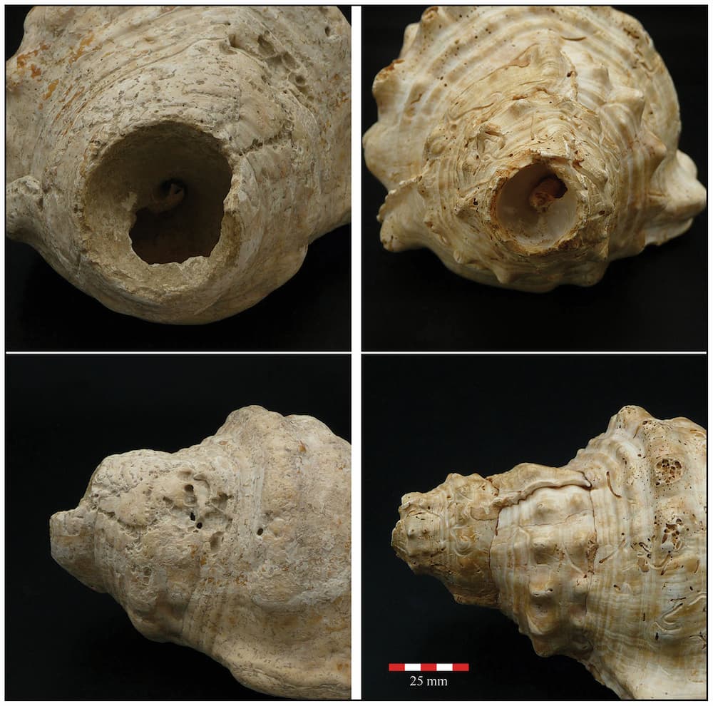 Details of the apical cut from the shell trumpets 355-1-51 from Mas d’en Boixos (left) and 408-24 from Gavà Mines (right). Credit: M. López-García, M. Díaz-Andreu, 2025