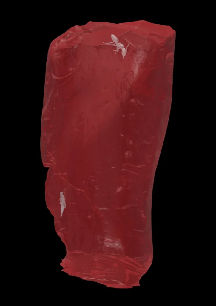 3D render of amber piece 1552.b with its corresponding bioinclusions in their position. Top: †Ctenobethylus goepperti. Arrow: sciarid gnat coated close to the rear surface of the backside of the amber piece in this view. Credit: Boudinot et al., 2026