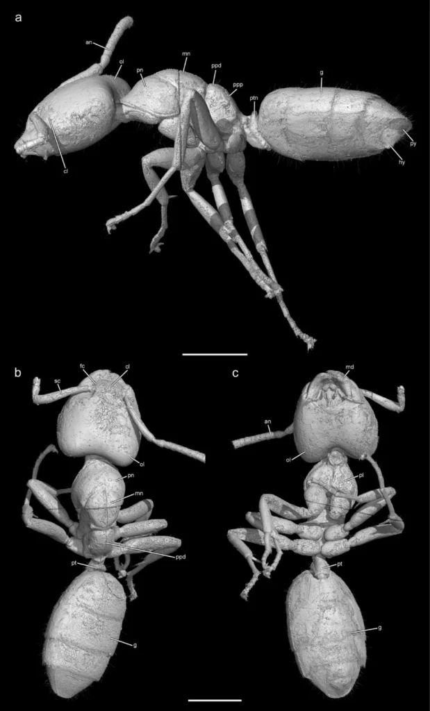 3D renders of †Ctenobethylus goepperti in amber piece 1552.b. a Lateral view. b Dorsal view. c Ventral view. Credit: Boudinot et al., 2026