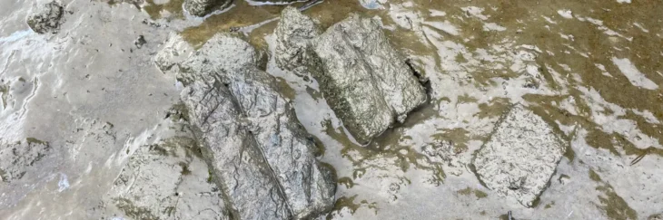 A pair of double whetstones lying in the foreshore mud.