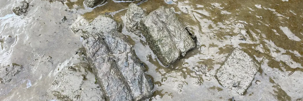 A pair of double whetstones lying in the foreshore mud.