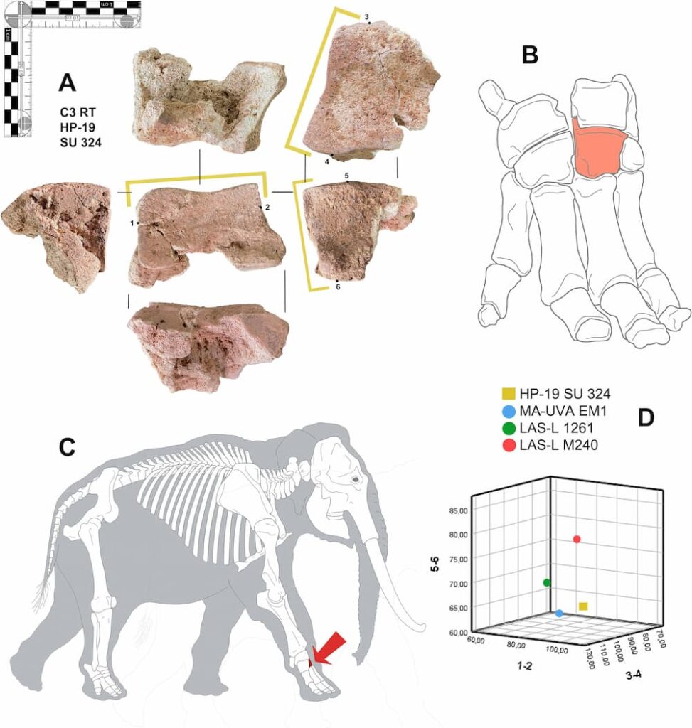 (A) Right third carpal (CIII) from Hospital Provincial de Córdoba (HP-19, SU 324) with osteometric landmarks indicated. (B) Anatomical position of the bone in the right manus of an elephant. (C) Location within the general skeletal structure. (D) 3D scatter plot comparing the archaeological specimen with comparative samples: two female Asian elephants and a steppe mammoth. Credit: R. M. Martínez Sánchez et al., 2026.