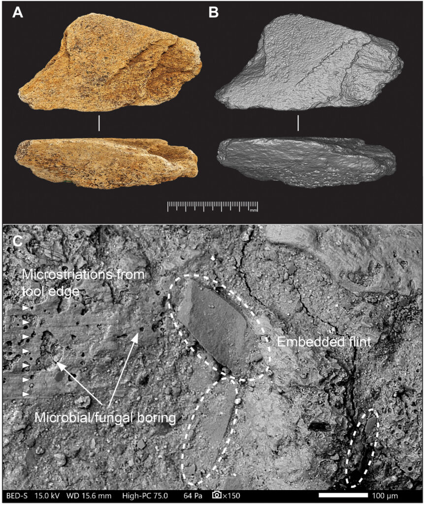 Elephant-bone tool (NHMUK PV UNREG 4339) from the Boxgrove Waterhole Site (Q1/B). (A) Photos and (B) 3D surface models show indentations on the outer cortical surface from use as a flint-knapping tool. Side views reveal deep flaking of the cortex. (C) SEM images display use-wear features such as microstriations and embedded flint chips (marked by dashed ovals), along with postdepositional bioerosion. Fine sand and silt patches partly fill or cover the depressions. Credit: Trustees of the Natural History Museum, London, Parfitt & Bello, 2026 -Science Advances