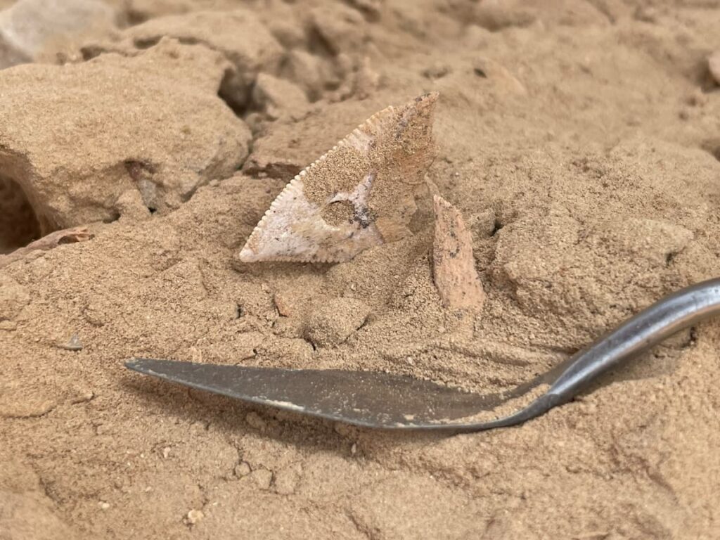 The discovery of shark teeth is one of the indications that the local community hunted these animals. Credit: Archaeological Institute of the Czech Academy of Sciences (Archeologický Ústav AV ČR)