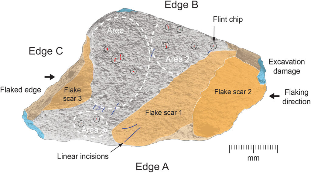 The earliest elephant-bone tool from Europe: An unexpected raw material for precision knapping of Acheulean handaxes. Credit: Parfitt & Bello, 2026 -Science Advances
