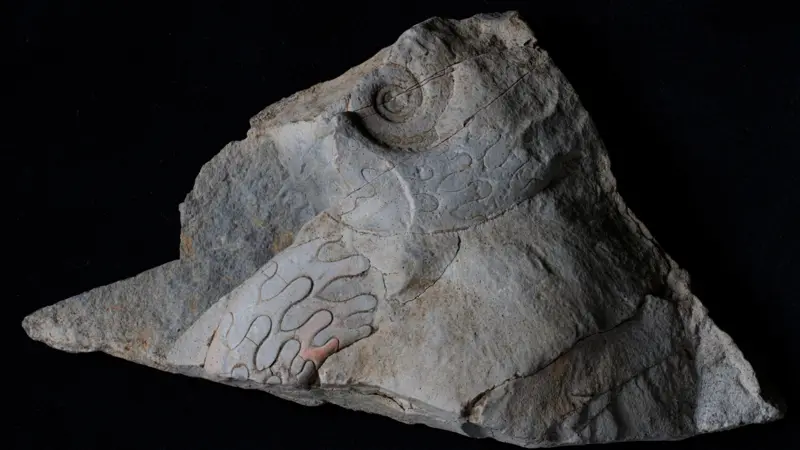 The fossils belong to two marine creatures known as goniatites, extinct relatives of today’s squid and octopus. Credit: National Trust