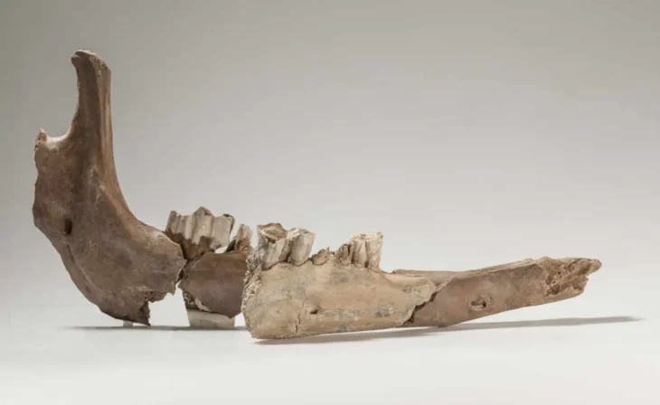 The jawbone of a hybrid camel that came to rest beneath today’s Spiegelhof around 1,700 years ago. The lighter bone fragments were discovered in 1939, while the darker ones were only found in 2018. Credit: Archaeology Basel-Stadt; P. Saurbeck.