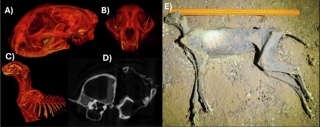 A, B Radiographic images 3D virtual reconstructions for the skull, C Soft tissues in the cranium. D Thorax of mummy 2. E Mummy 1 at the discovery site inside the cave. Credit: Boug, A.A (2026), Commun Earth Environ