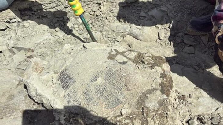 A close-up shows the fossilized turtle shell on BLM-managed land during excavation. Credit: Craig Thomas, BLM Rock Springs Field Office