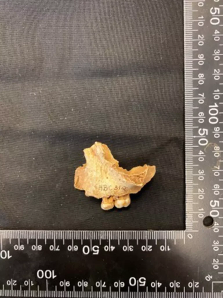 A fragment of maxilla (upper jaw and face) of the ‘oldest Nordherner. Credit: University of Lancashire