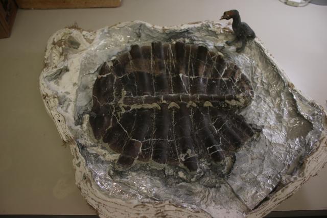 Inside of the shell since it has been moved to the museum and prepared. Credit: Geological Museum, Casper, Wyoming