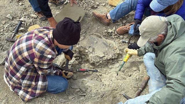 11-year-old Touren Pope assists with the excavation of the fossil. Credit: Craig Thomas, BLM Rock Springs Field Office