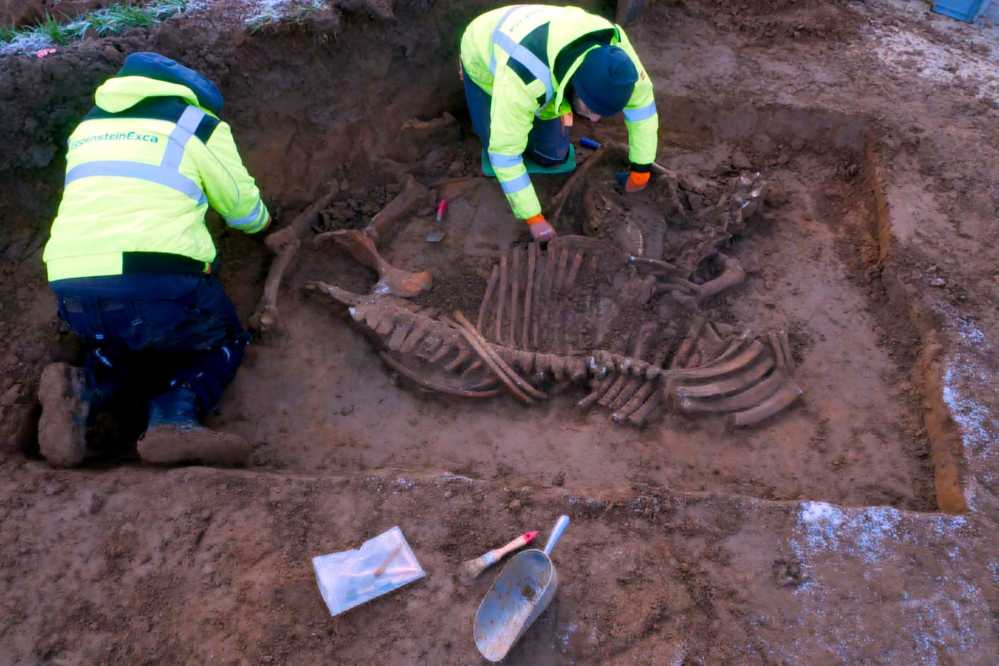 An animal skeleton was also discovered during the excavation.
Credit: City of Dortmund / Excavation company EggensteinExca