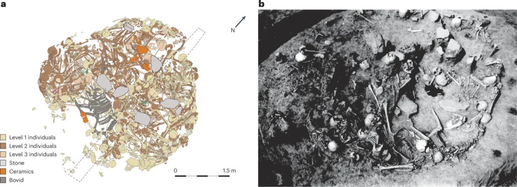 
(a) Burial layout showing the position of human remains and associated artefacts in Gomolava Mass Grave 2 (illustration by S.N., based on Tasić 1972). (b) Archival photograph of the Gomolava mass grave excavation, courtesy of the Museum of Vojvodina. The original image did not include a measurement scale. Credit: Fibiger, L. (2026), Nat Hum Behav 