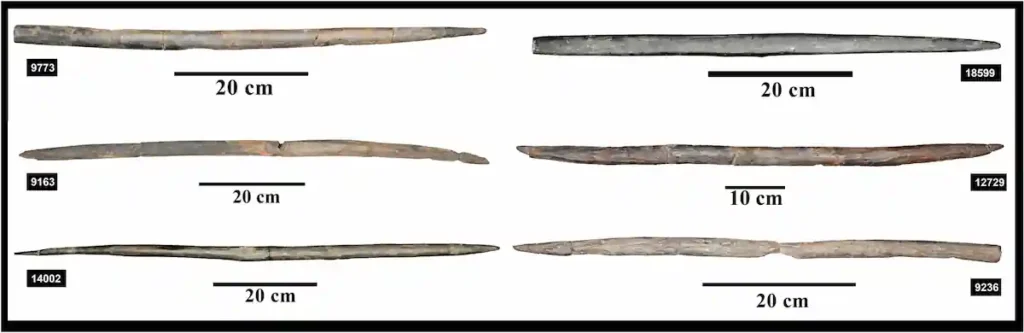 Some of the 19 Early Neolithic wooden bows recovered from the submerged site of La Marmotta in Lake Bracciano, Italy. Archaeobotanical analysis identified six different Mediterranean tree species used in their manufacture. Credit: L. Caruso Fermé et al., Journal of Archaeological Science: Reports (2026).