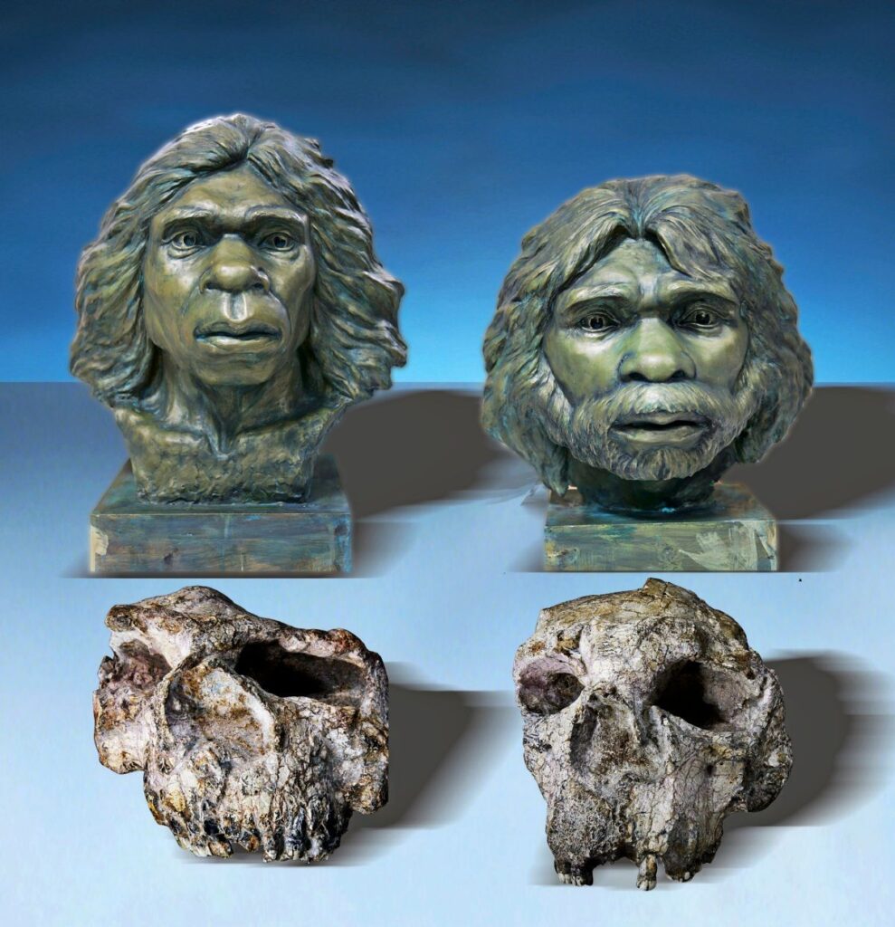 Reconstruction of the Yunxian hominins: The distorted skulls from central China may belong to Homo erectus. Credit: Xiaobo Feng.
