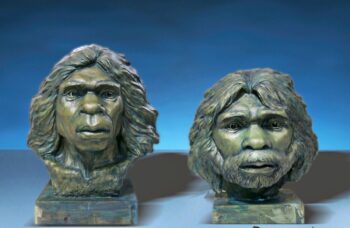 Reconstruction of the Yunxian hominins: The distorted skulls from central China may belong to Homo erectus. Credit: Xiaobo Feng.