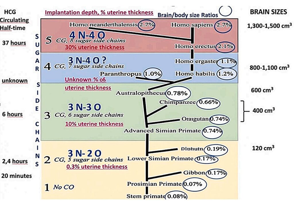 The evolution of the Primate, Hominid and human brain. Different structures of hyperglycosylated HCG & deepness of hemochorial placentation. Adapted and modified from L. Cole, Primatology 2015. Credit: Journal of Reproductive Immunology (2026). 