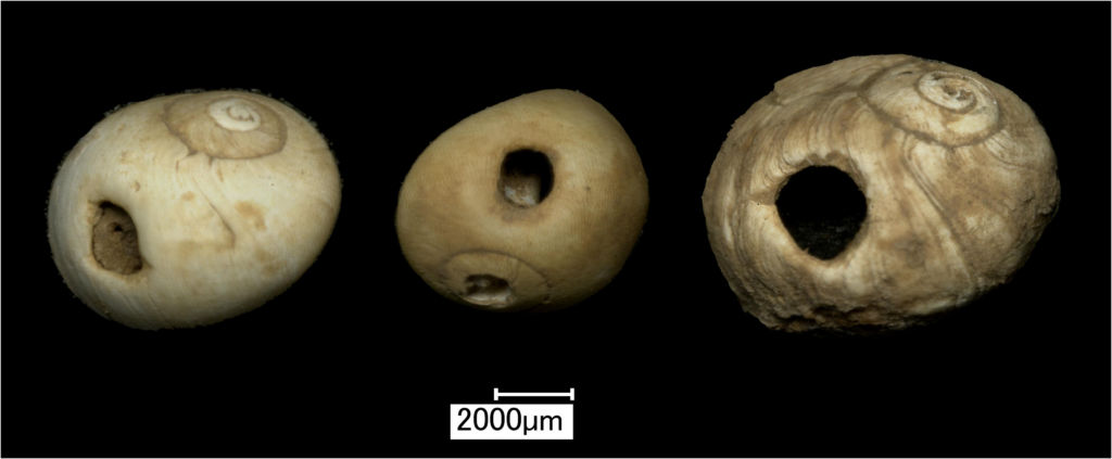 Perforated shell beads from Heaning Wood Bone Cave. Credit: Warburton K. (2026), Proceedings of the Prehistoric Society