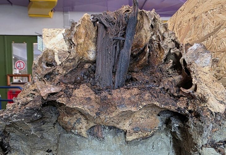 Credit: The aurochs skull during excavation and conservation work in the laboratory of the Museum of Archaeology at Schloss Gottorf. Credit: Museum of Archaeology, Schloss Gottorf / Corinna Mayer