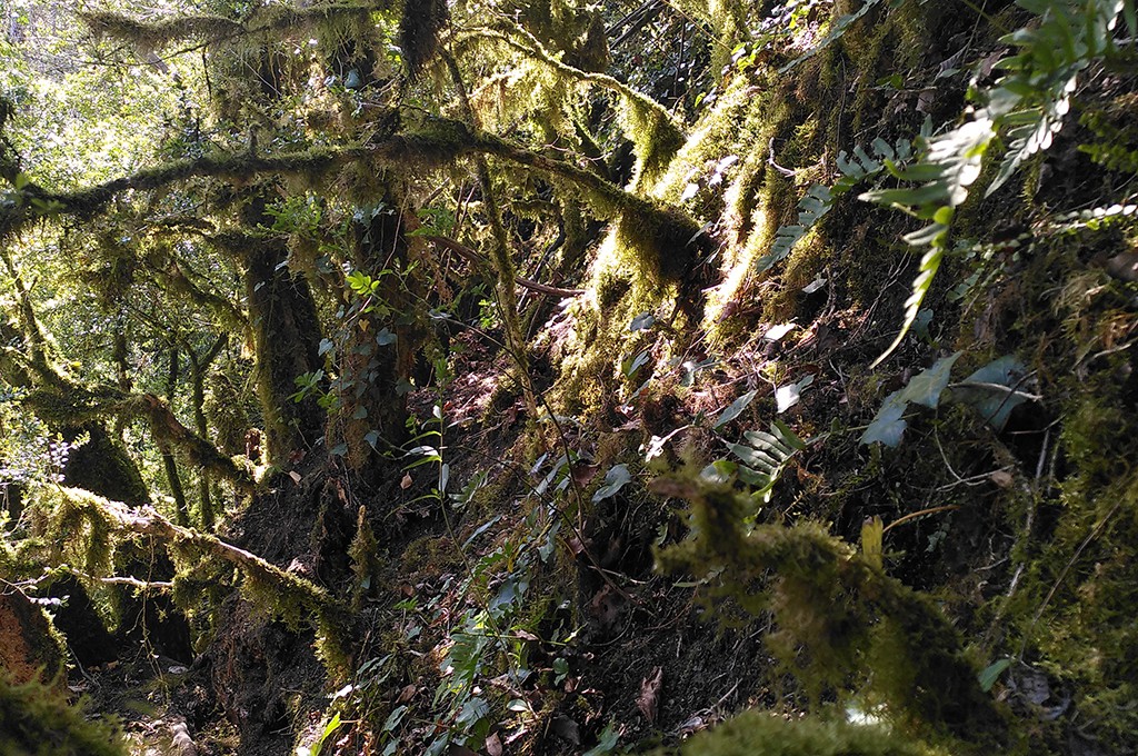 The axe lodged in a rock pocket on the steep slope below Schloss Biederthal. Credit: Nicole Gebhard - Archäologie Baselland