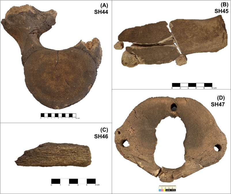 Photographs of the finds in this study: A) SH44, thoracic vertebra from pit house A342 at Västra Karaby. B) SH45, transversal process from a vertebra found in well A295, Västra Karaby. C) SH46, fragmentary bone from pit house 90/71, Västra Karaby. D) SH47, an atlas vertebra from Stockholmsgården. Credit: Macheridis et al., 2026