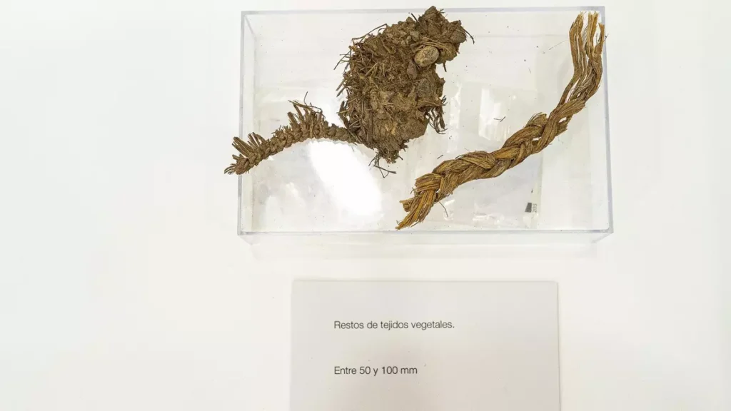 
Remains of plant fibers discovered near Roque Bentayga. Credit: Brito-Abrante et al., 2026