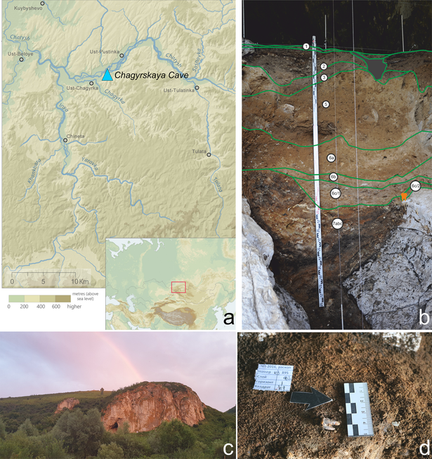 
The treated Neanderthal tooth was found in Siberia’s Chagyrskaya Cave. Credit: Zubova et al., 2026, PLOS One