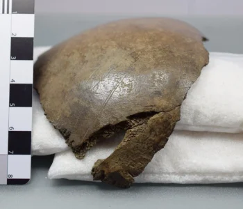 Credit: Cut-Marked Human Bones in Denmark. ©J. Hochholzer - University of Kiel