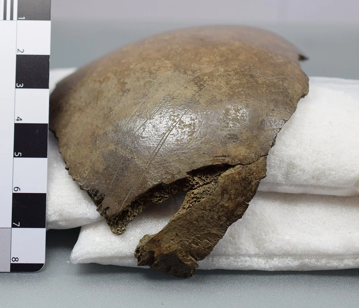 Credit: Cut-Marked Human Bones in Denmark. ©J. Hochholzer - University of Kiel