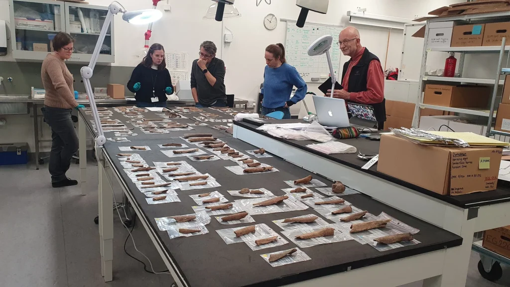 Project group members re-examining the Dyrholm bone assemblage in 2022. Credit: © M.L. Jørkov - University of Kiel