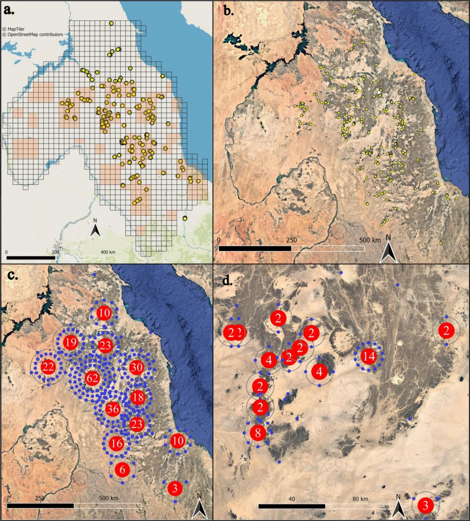 Satellite survey map of the Atbai Desert showing searched areas and the distribution of Atbai Enclosure Burials, including a major cluster in the Upper Wadi Gabgaba region. Map produced in QGIS using MapTiler, OpenStreetMap, MapTiler Planet, and Google Earth data. Credit: Cooper, J., et al., 2026, African Archaeological Review