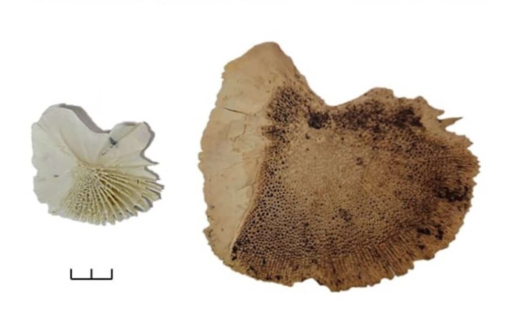 Size comparison between the bones of modern sturgeon, measuring about 90–100 cm, and ancient sturgeon, which reached around 300 cm. Credit: Press Service of the Institute for the History of Material Culture, Russian Academy of Sciences.