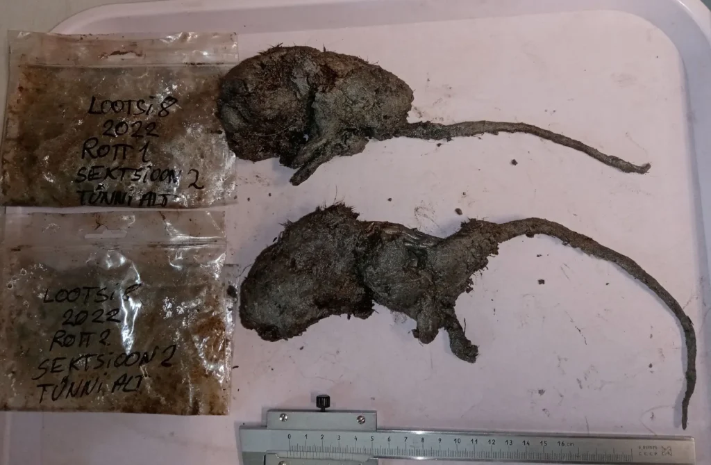 Rats found on the wreck of the Lootsi 8. Credit: Estonian Maritime Museum (Eesti Meremuuseum)