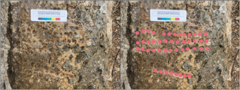 The gameboard in the hammam at Walīla (left), with mark-up showing position of holes (right) (INSAP-UCL Volubilis Archaeological Project). Credit: Penn, T., et.al., 2026