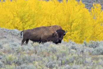 Adult male (behind) and adult female (in front), in Yellowstone National Park. Credit: Arturo de Frias Marques - Public Domain