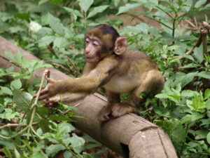 Young Macaque Found in Attaleia Tomb May Have Been a Wealthy Roman’s Pet