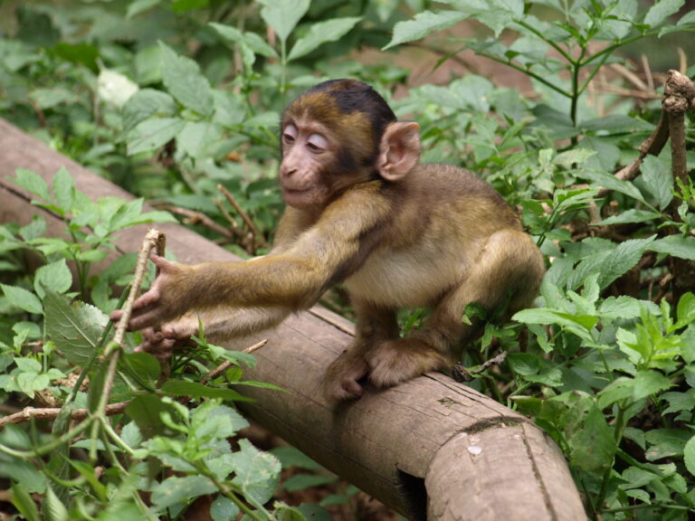 Young Macaque Found in Attaleia Tomb May Have Been a Wealthy Roman’s Pet