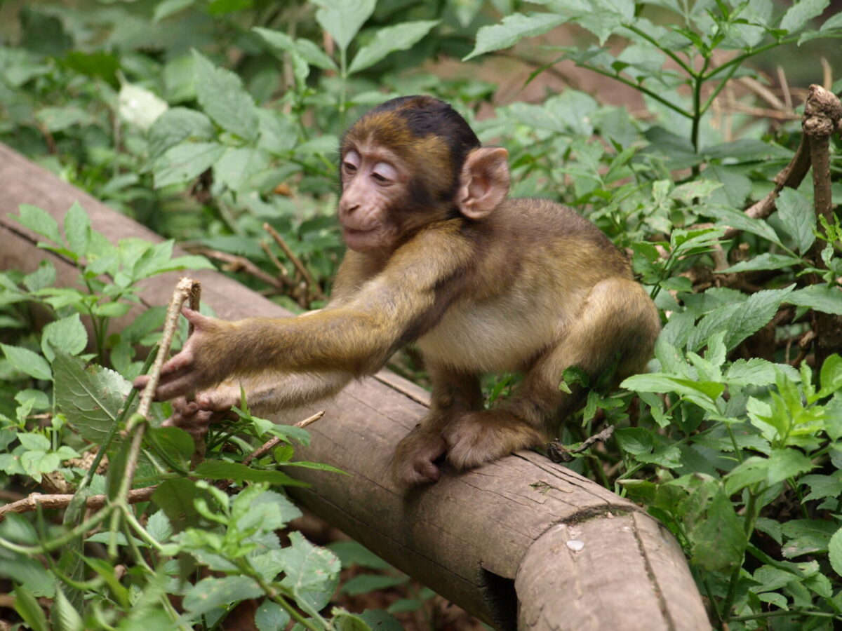 Young Macaque Found in Attaleia Tomb May Have Been a Wealthy Roman’s Pet