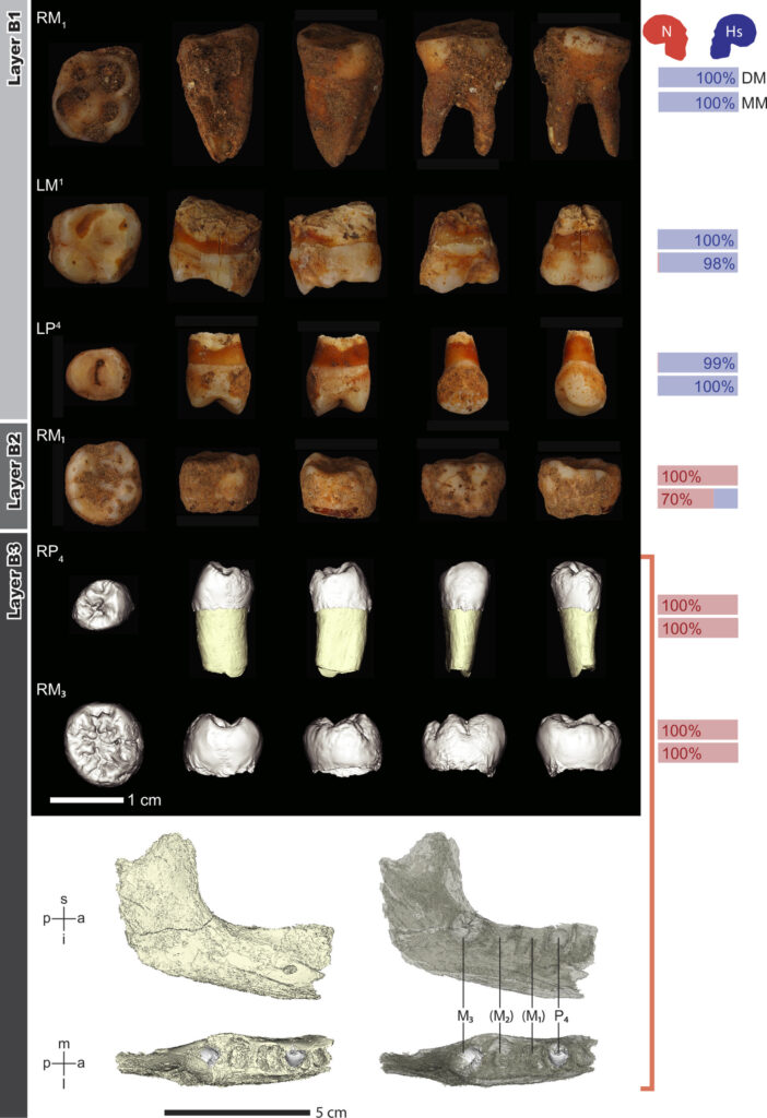 Human fossil remains from Üçağızlı II Cave. Dental and jaw fragments from layer B1 were attributed to Homo sapiens, while remains from layers B2 and B3 were identified as Neanderthal. The red and blue bars show the researchers’ morphological attribution results for Neanderthal and Homo sapiens specimens. Credit: Baykara. İ, et.al., 2026