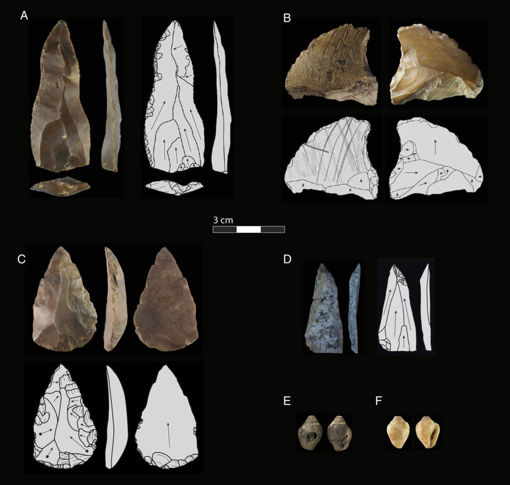 Selected artifacts from Üçağızlı II Cave, including stone points, an incised lithic artifact, and Columbella rustica shells. The finds come from different occupation layers, including the Homo sapiens layer B1 and the Neanderthal layers B2–B3. One shell shows perforation and heat-related color change. Credit: Baykara. İ, et.al., 2026
