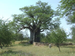 Forgotten African Kingdom of Thulamela Reveals Gold, Royal Burials, and a Neglected History