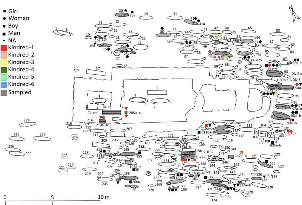 Sex, age, and kin distribution throughout the Västerhus cemetery.  Credit: Maja Krzewińska et al., 2026