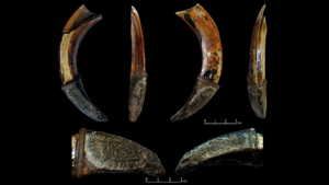 Rare Metal-Mounted Boar Tusk Amulet Found in Medieval Novgorod Is Unlike Any Known Example