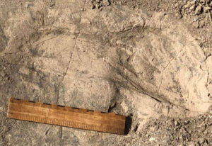 1.4-Million-Year-Old Footprints in Kenya Reveal Surprisingly Large Early Hominins