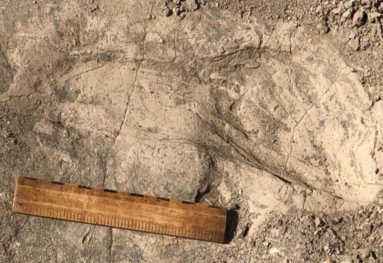 1.4-Million-Year-Old Footprints in Kenya Reveal Surprisingly Large Early Hominins