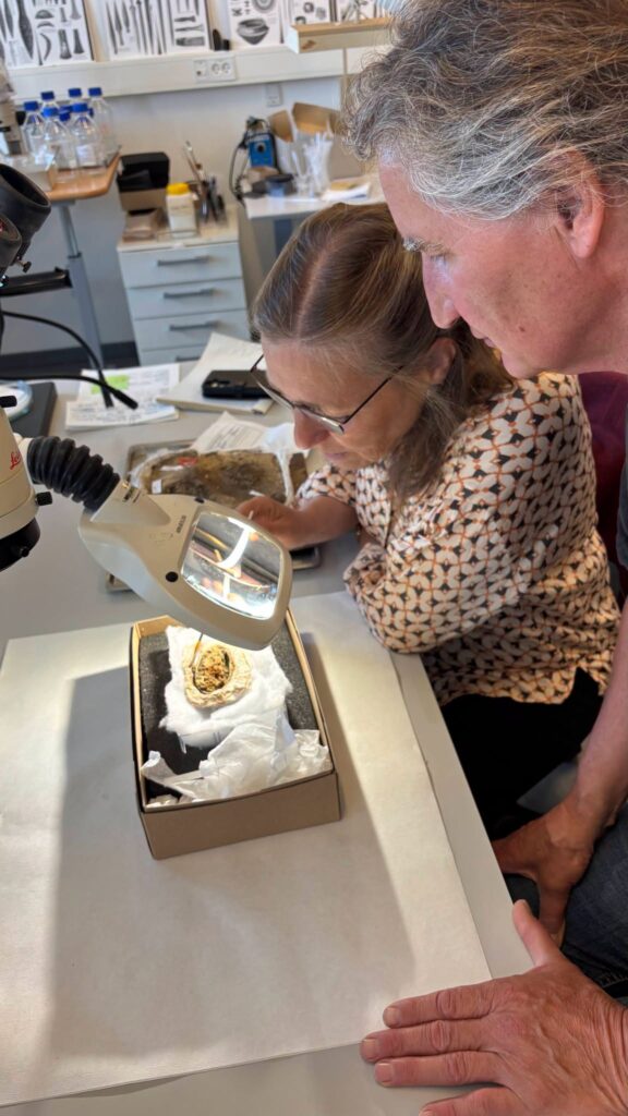 Archaeologists examine one of the brooches. Credit: Arkæologi Vestjylland