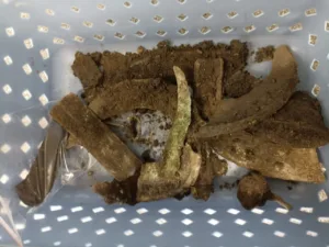 3,000-Year-Old Bronze Hoard Unearthed in Czech Wetland