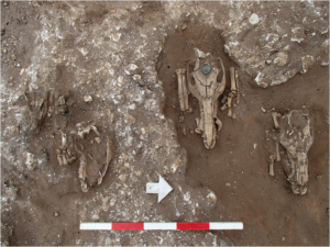 Coins on Pig Skulls Reveal Rituals at a Roman Shrine Built Beside a 4,000-Year-Old Mound in Suffolk