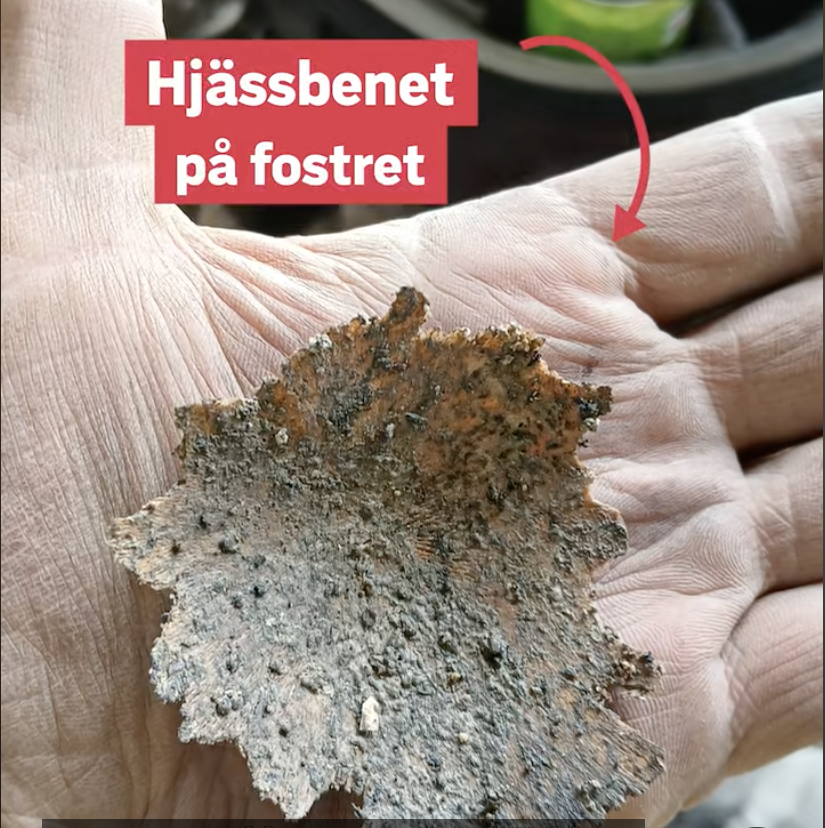 Bones from a fetus in its mother's womb, including this skull bone, have been excavated in the Suder Vagnhus cave on Lilla Karlsö. Credit: SVT Nyheter 